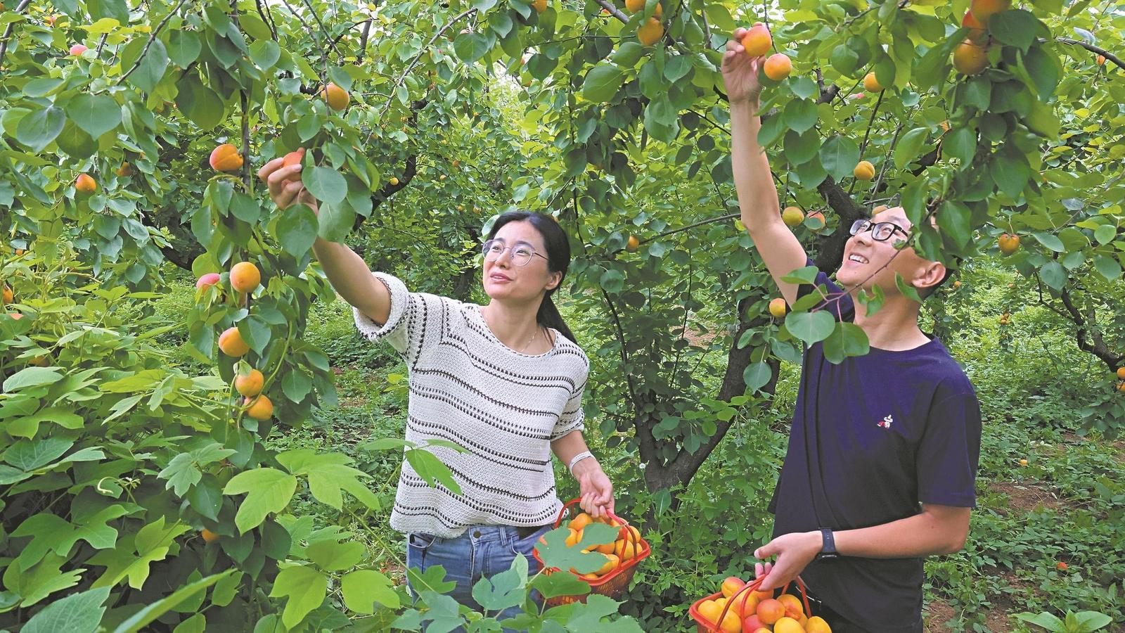 襄阳日报-2026-05-19-02-要闻-杏子熟了 乡村游火了(简图).jpg