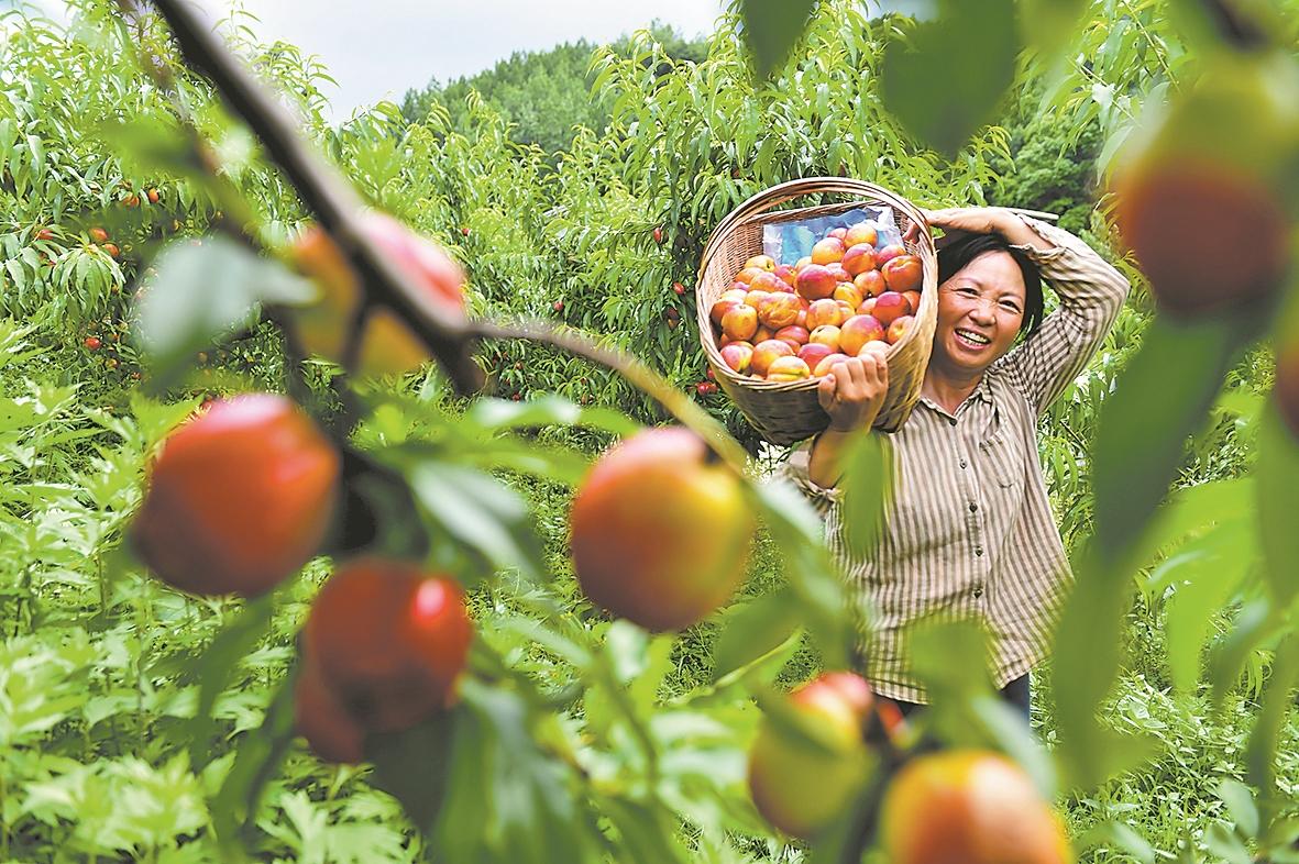 襄阳日报-2026-05-28-04-民生-油桃迎丰收(简图).jpg