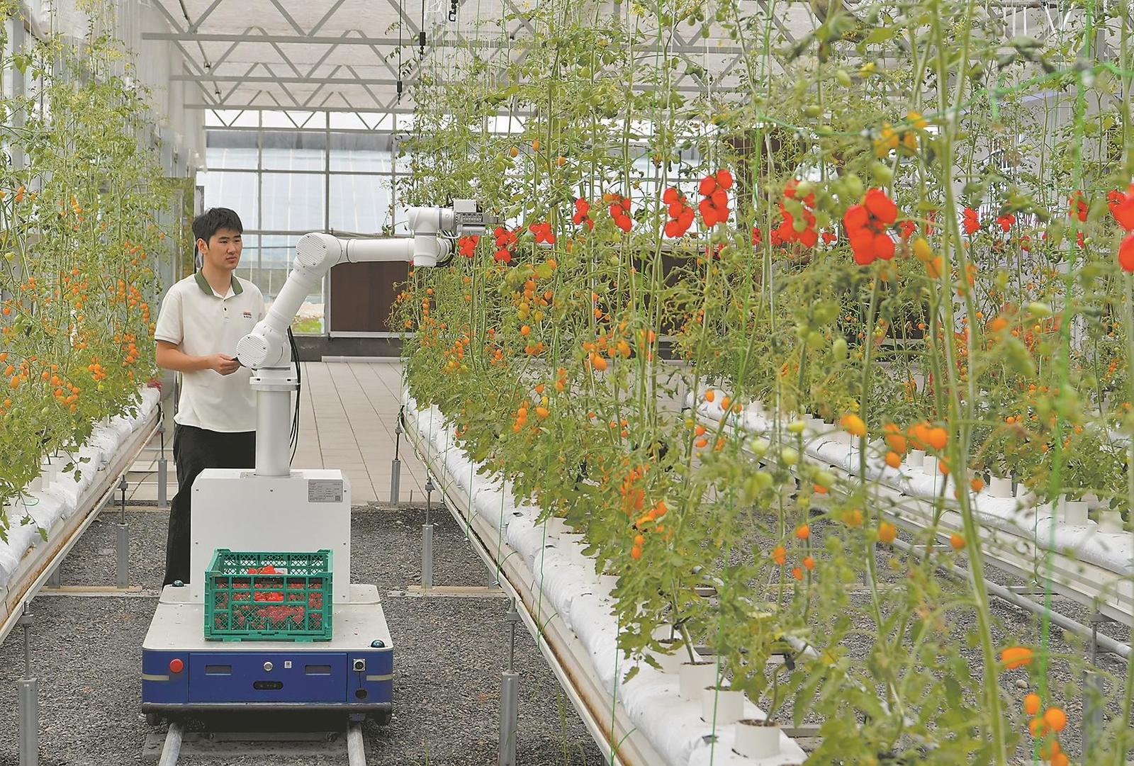 襄阳日报-2026-05-29-02-要闻-智能机器人采收忙(简图).jpg