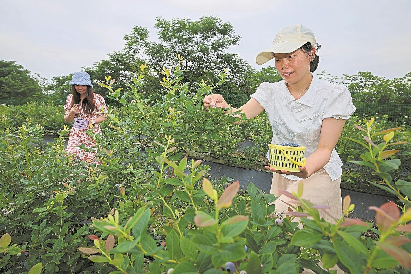 襄阳日报-2026-05-30-02-要闻-蓝莓飘香游客来(简图).jpg