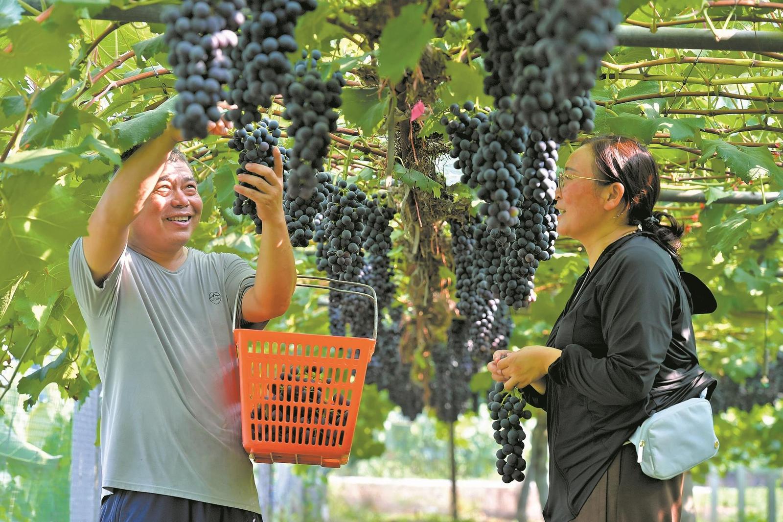夏黑葡萄丰收-襄阳日报-2026-07-16-02(简图).jpg